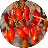 Barberry berries, the source of berberine