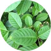 Banaba leaves, the source of corosolic acid