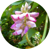 Kudzu flowers in bloom