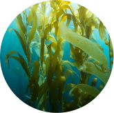 Kelp forest growing underwater