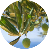 Olive leaves and olives on the branch